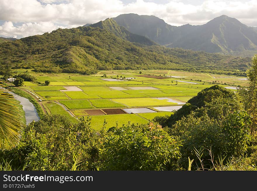 Hanalei Valley and Taro Fields