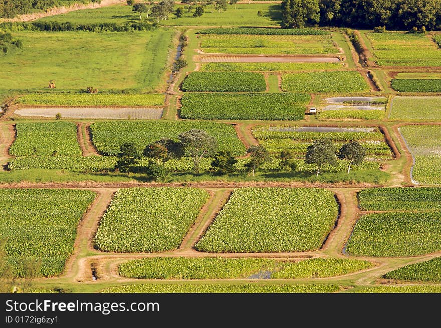 Hanalei Valley and Taro Fields