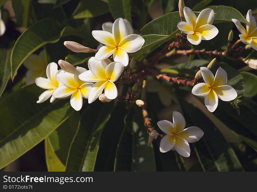 Yellow Plumeria Flowers