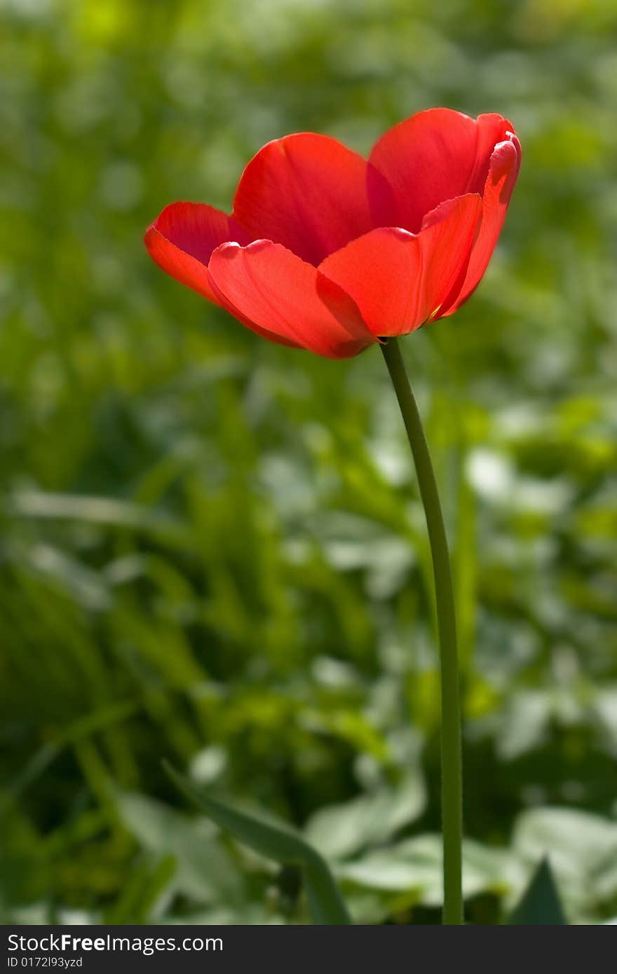 Red tulip in the field