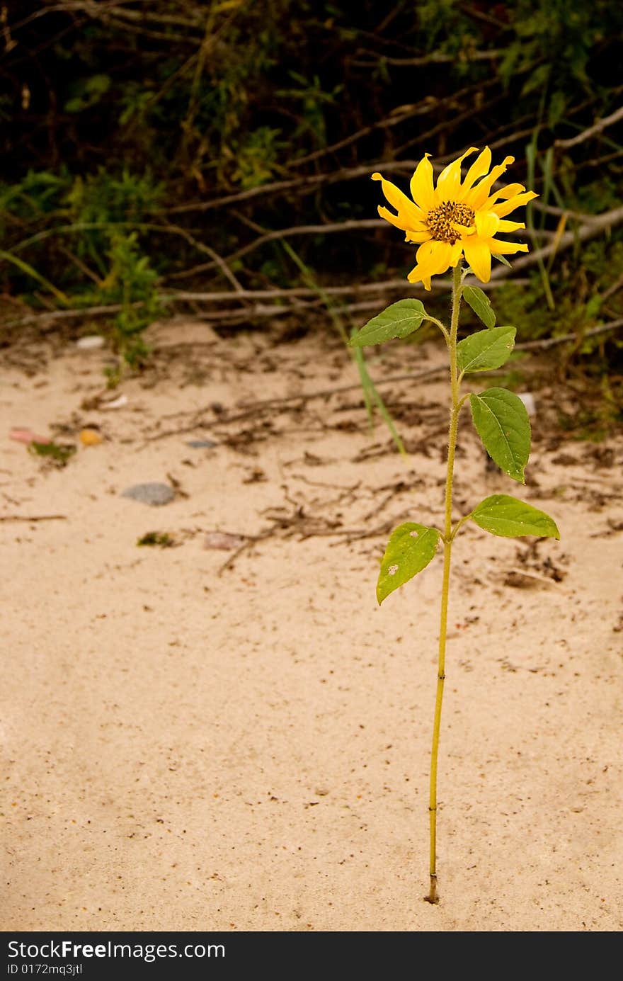 Sunflower