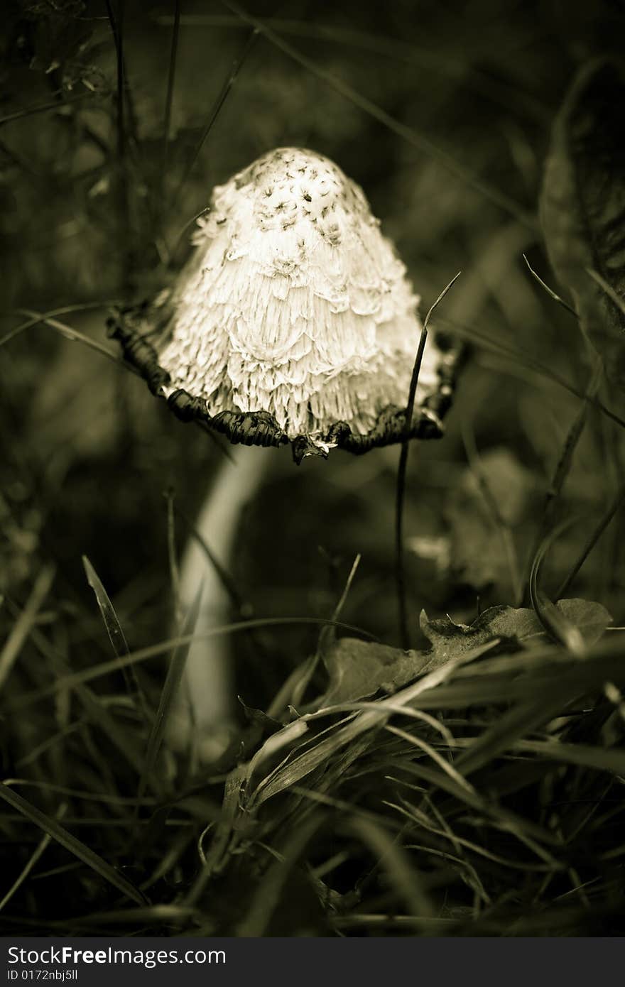 White mushroom in the forest