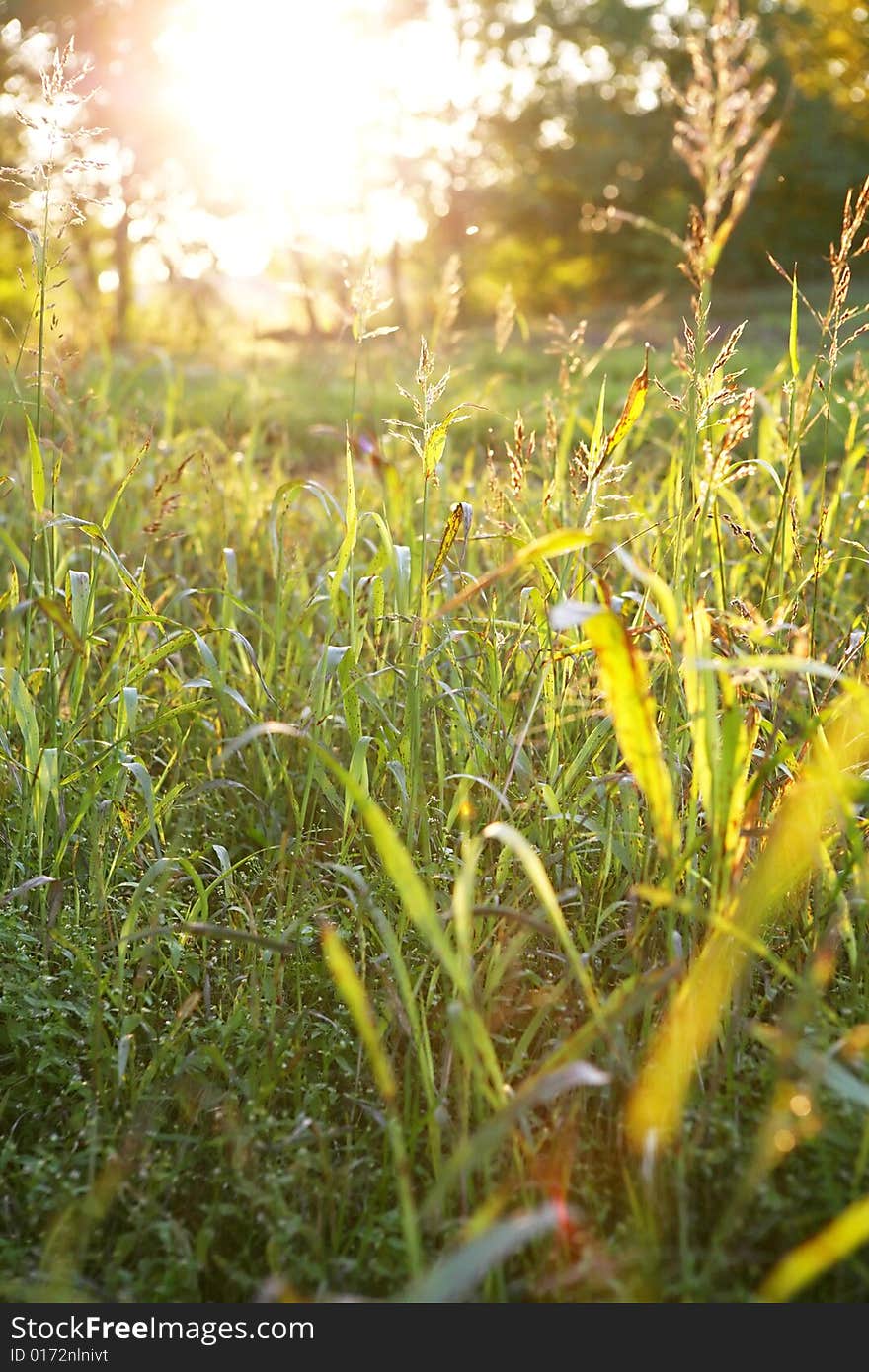 Fresh green grass in the garden