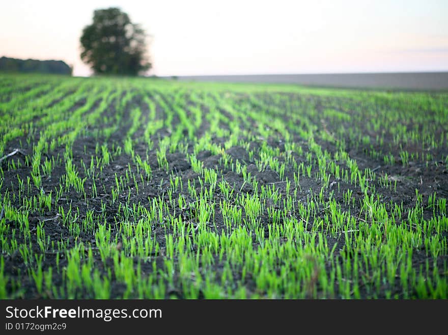 Green rice field