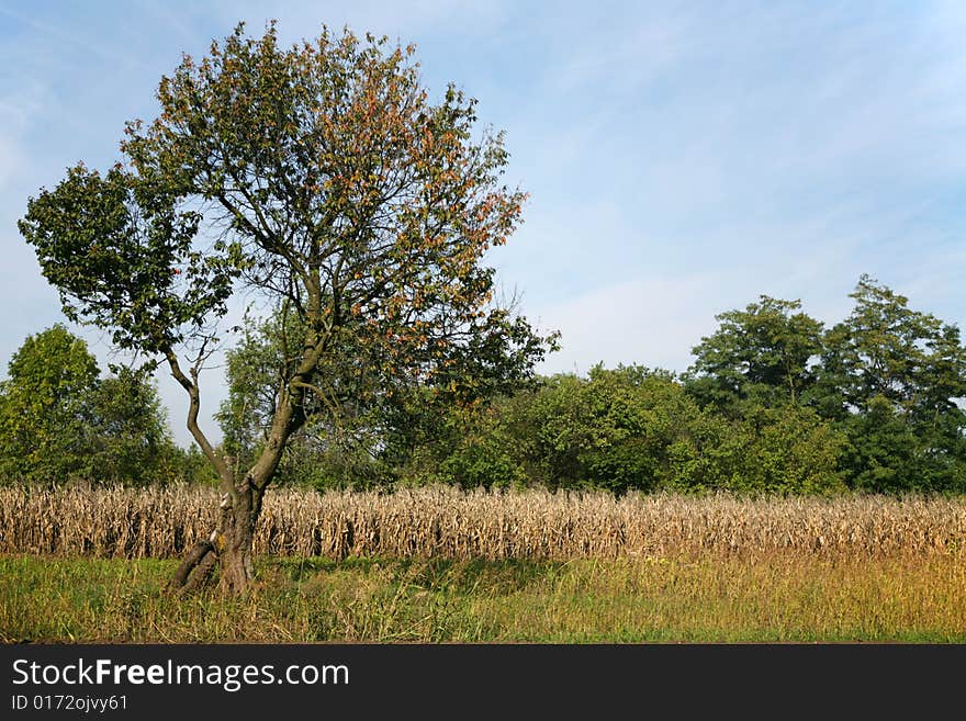 Autumn Scenery