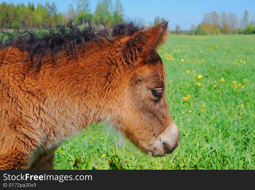 Newborn baby horse on a grass field