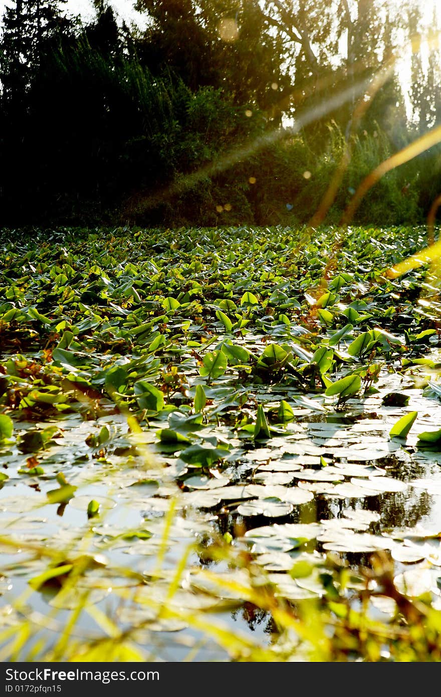 Summer view of a pond. Summer view of a pond