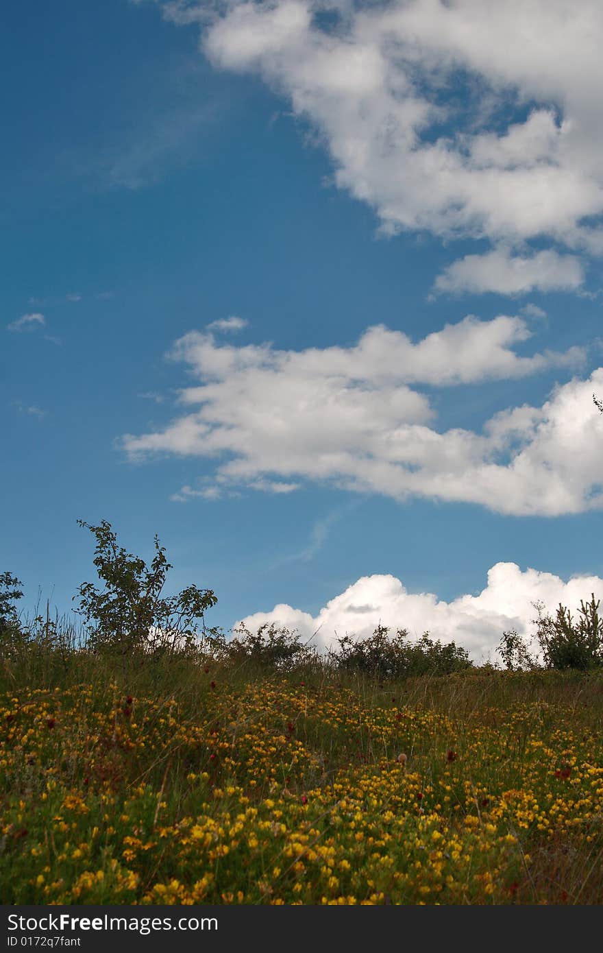 Spring meadow