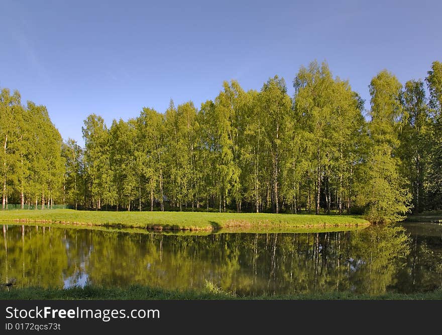 Landscape with birch forest near lake under blue sky. Landscape with birch forest near lake under blue sky