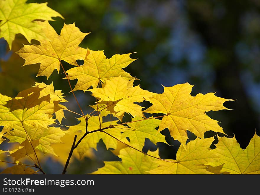 Autumn leaves background in sunny day