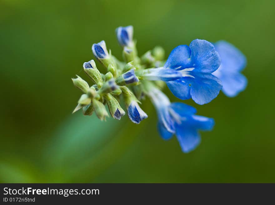 Field flower close up