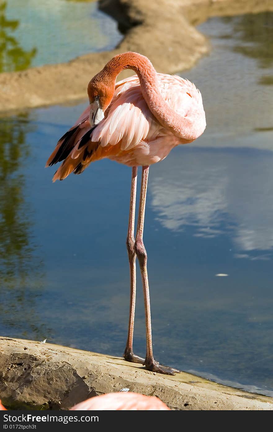 Flamingo