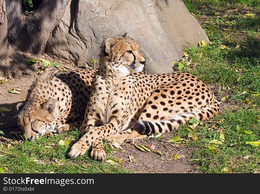 Wild cat a cheetah taking place in a zoo