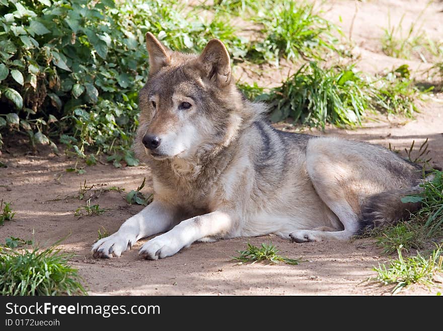 Resting wolf