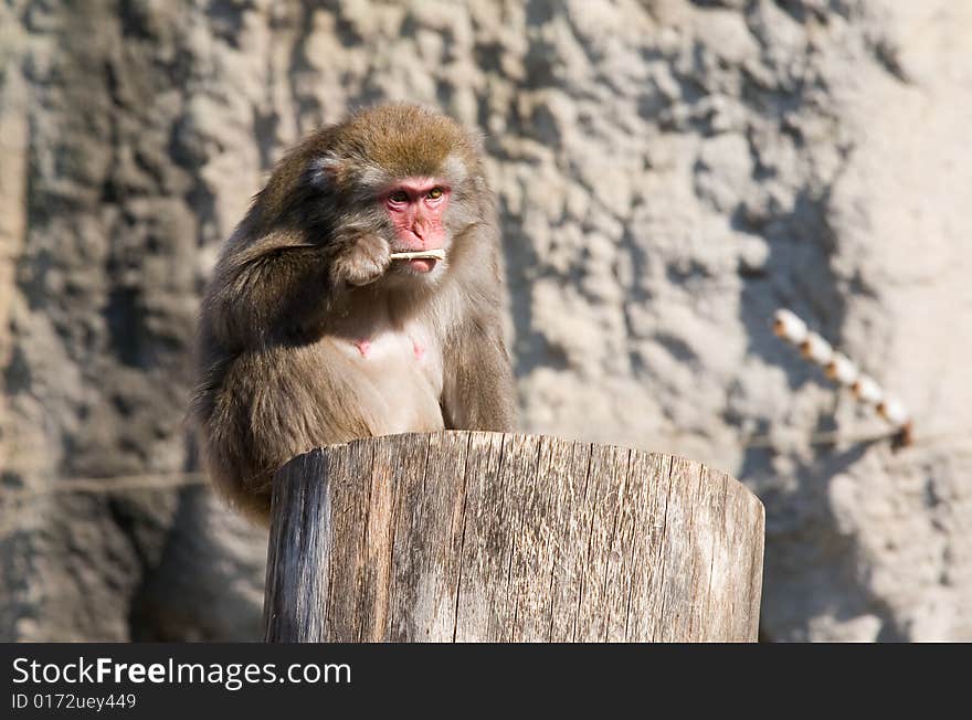 Japanese macaque