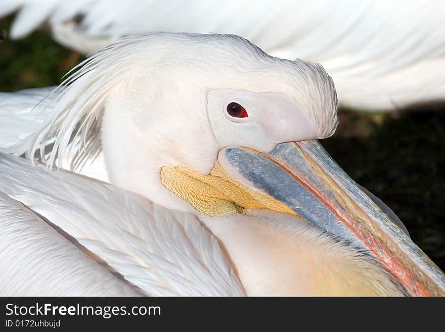 Pelican