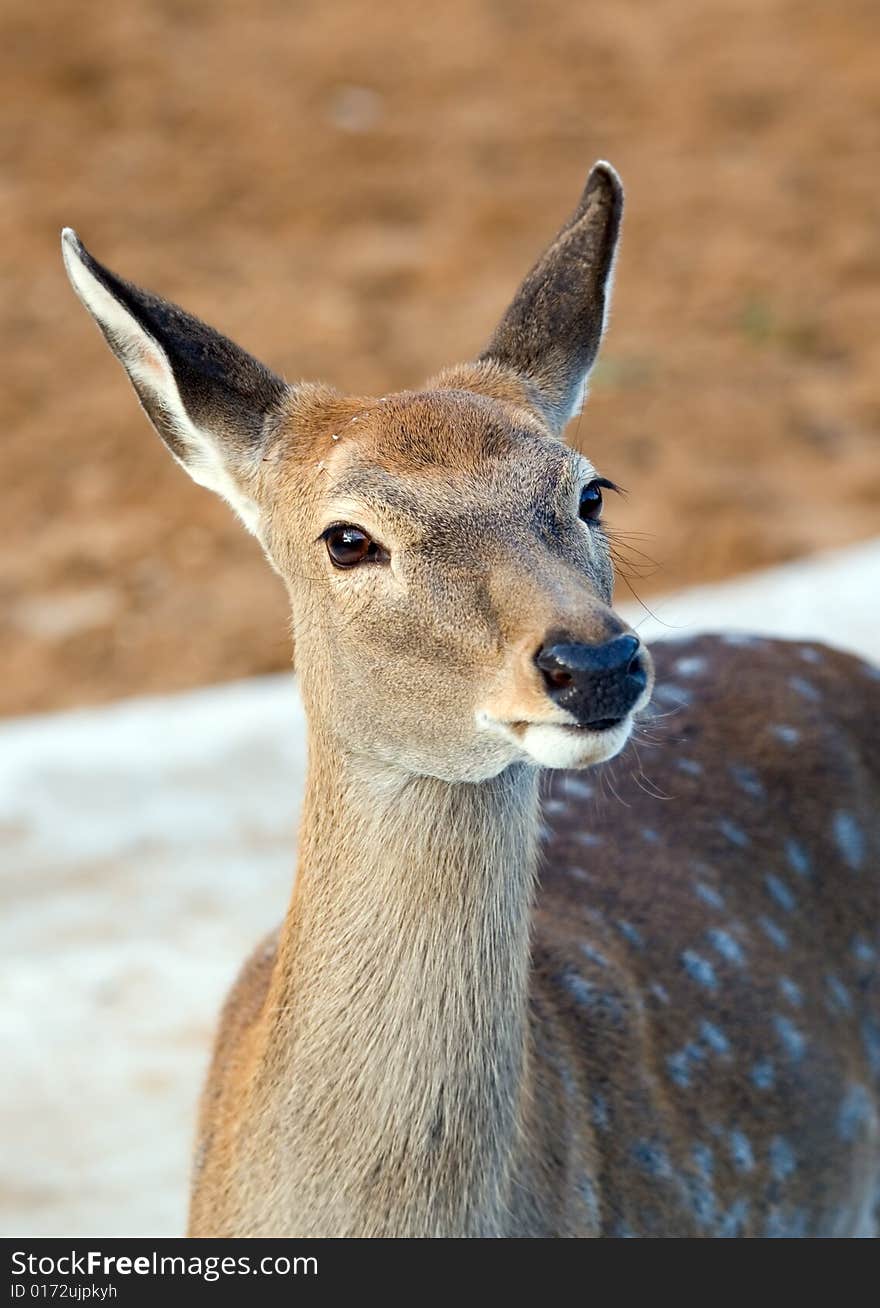 Female a spotty deer in natural park