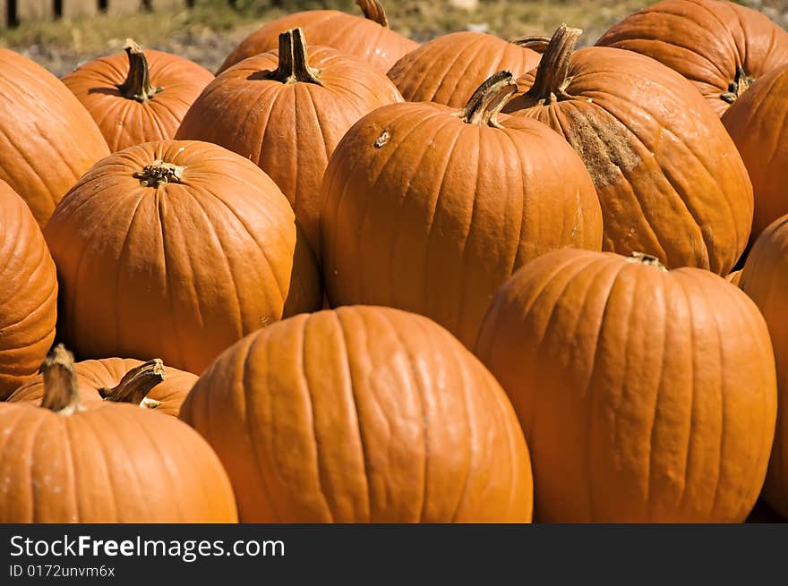 A display of big, bright, orange pumpkins for fall. A display of big, bright, orange pumpkins for fall.