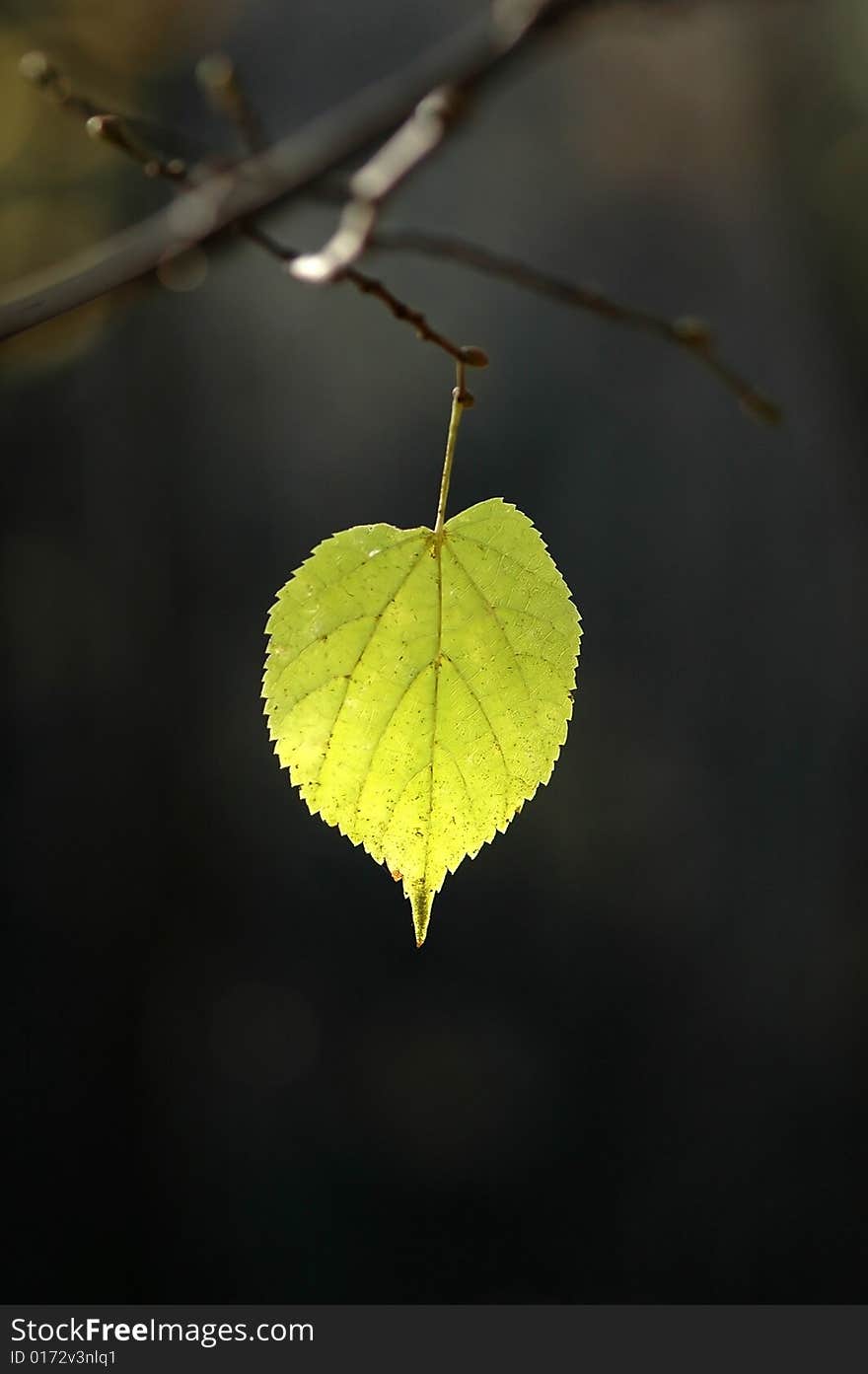 Single green leaf on the tree. Single green leaf on the tree