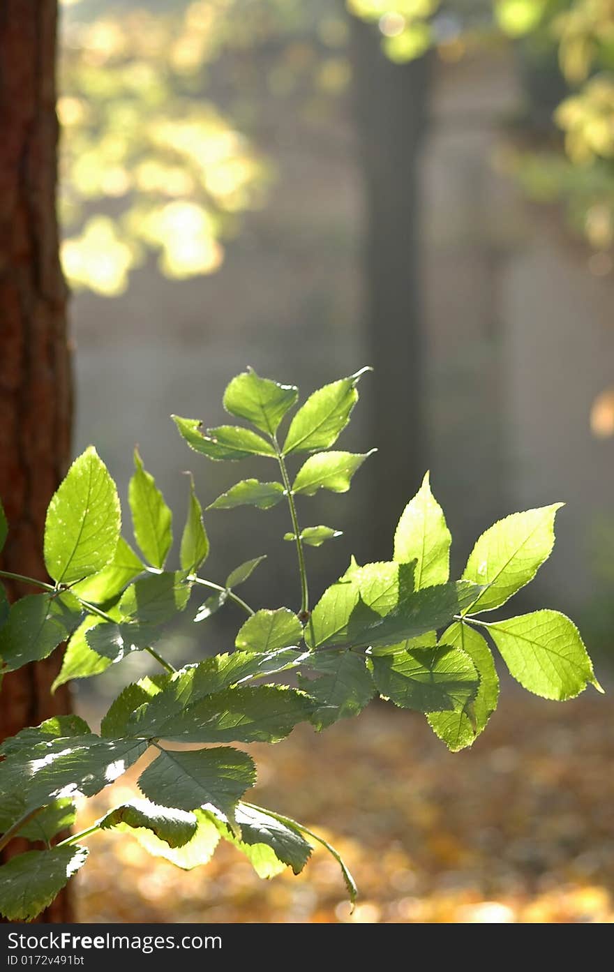 Green Leaf.