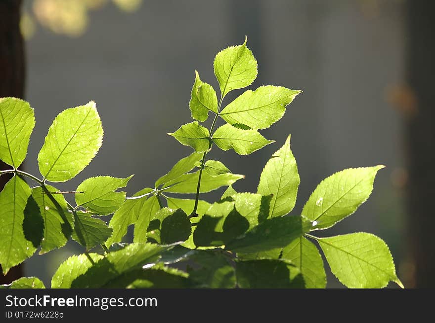 Green leaf.