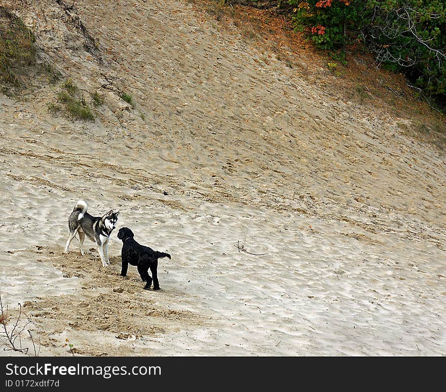 Dogs in the Sand