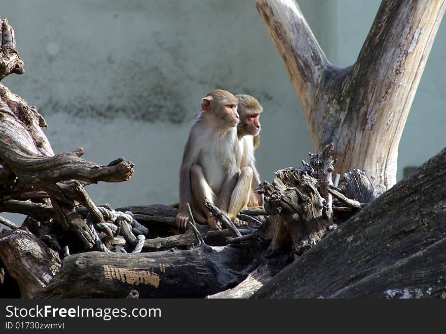 Monkeys Sitting Outside