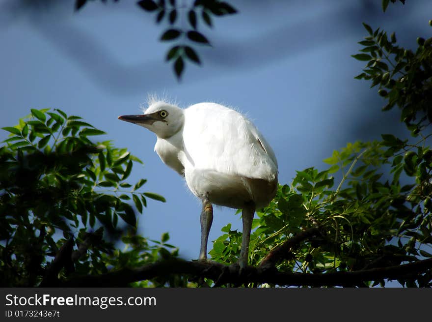 Egret on top of tree