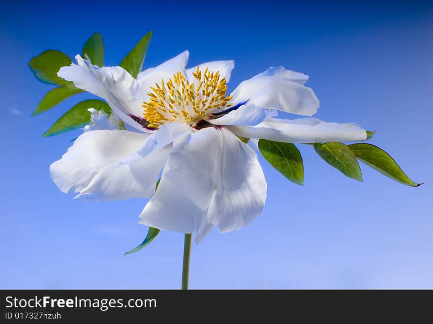 White flower on blue background, studio