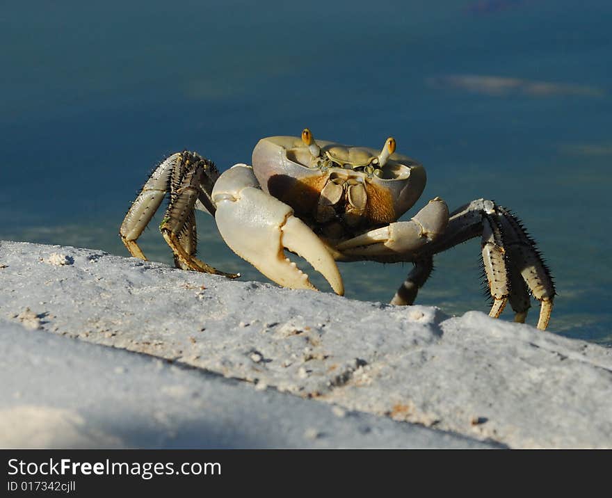 A big cuban ghost crab near the hotel pool