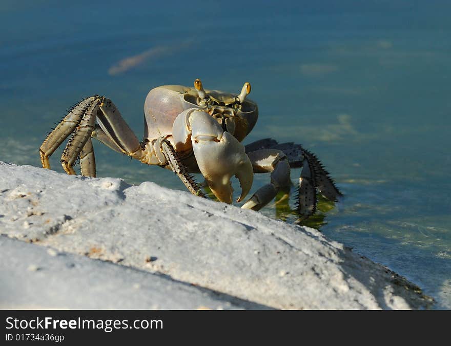 A big cuban ghost crab at the hotel pool