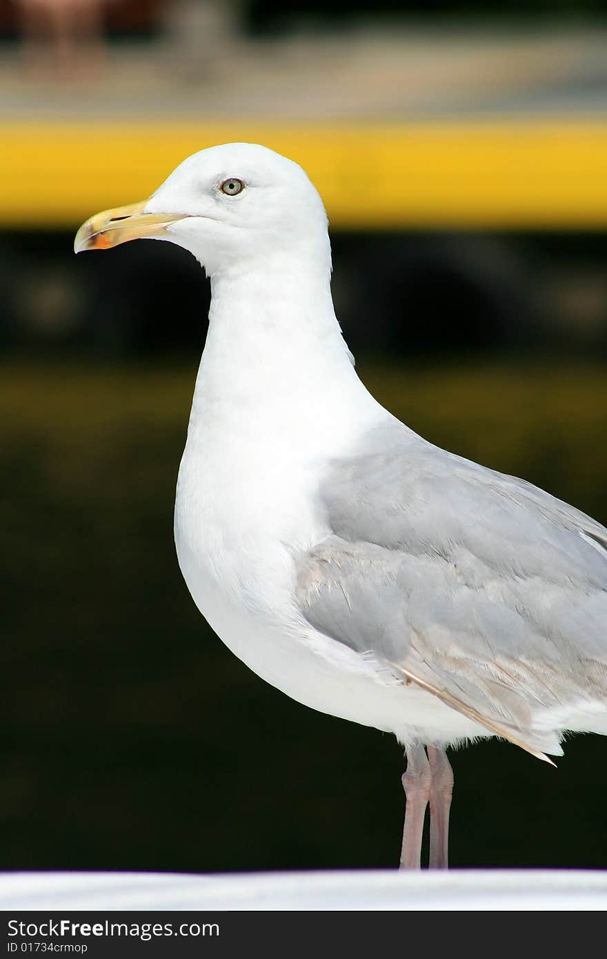 Seagull