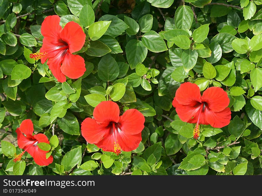 Red Flowers