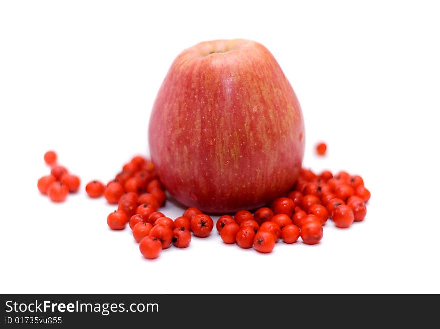 Apple with ashberry (rowanberry) around on white (small DOF). Apple with ashberry (rowanberry) around on white (small DOF)