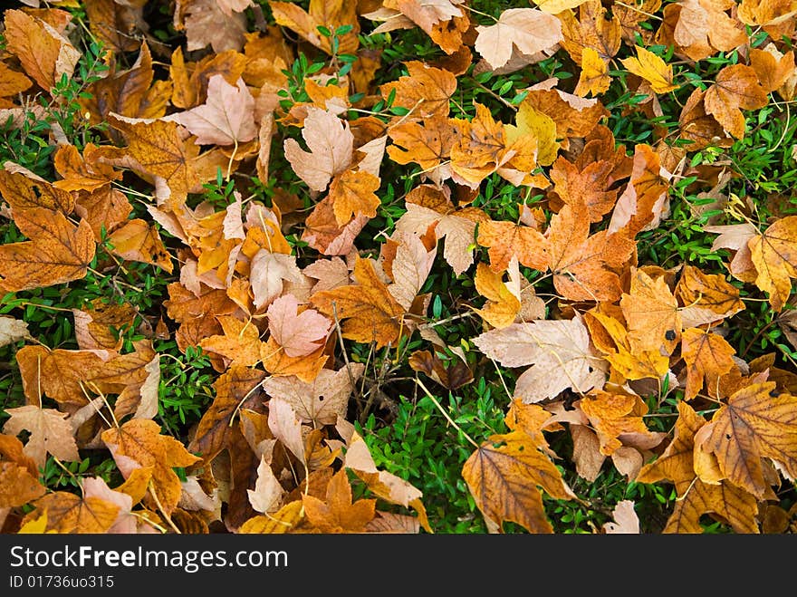 A colorful autumn leaf background. A colorful autumn leaf background