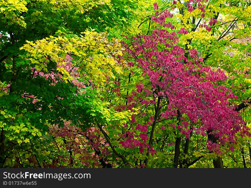 Colorful autumn forest trees background. Colorful autumn forest trees background