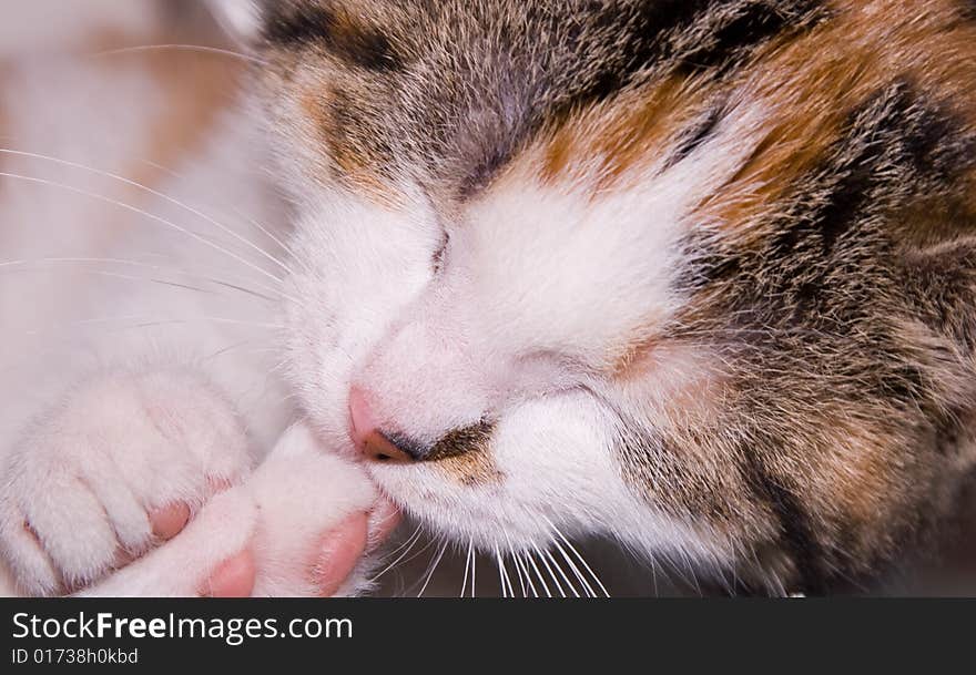 Close up of kitten sleeping