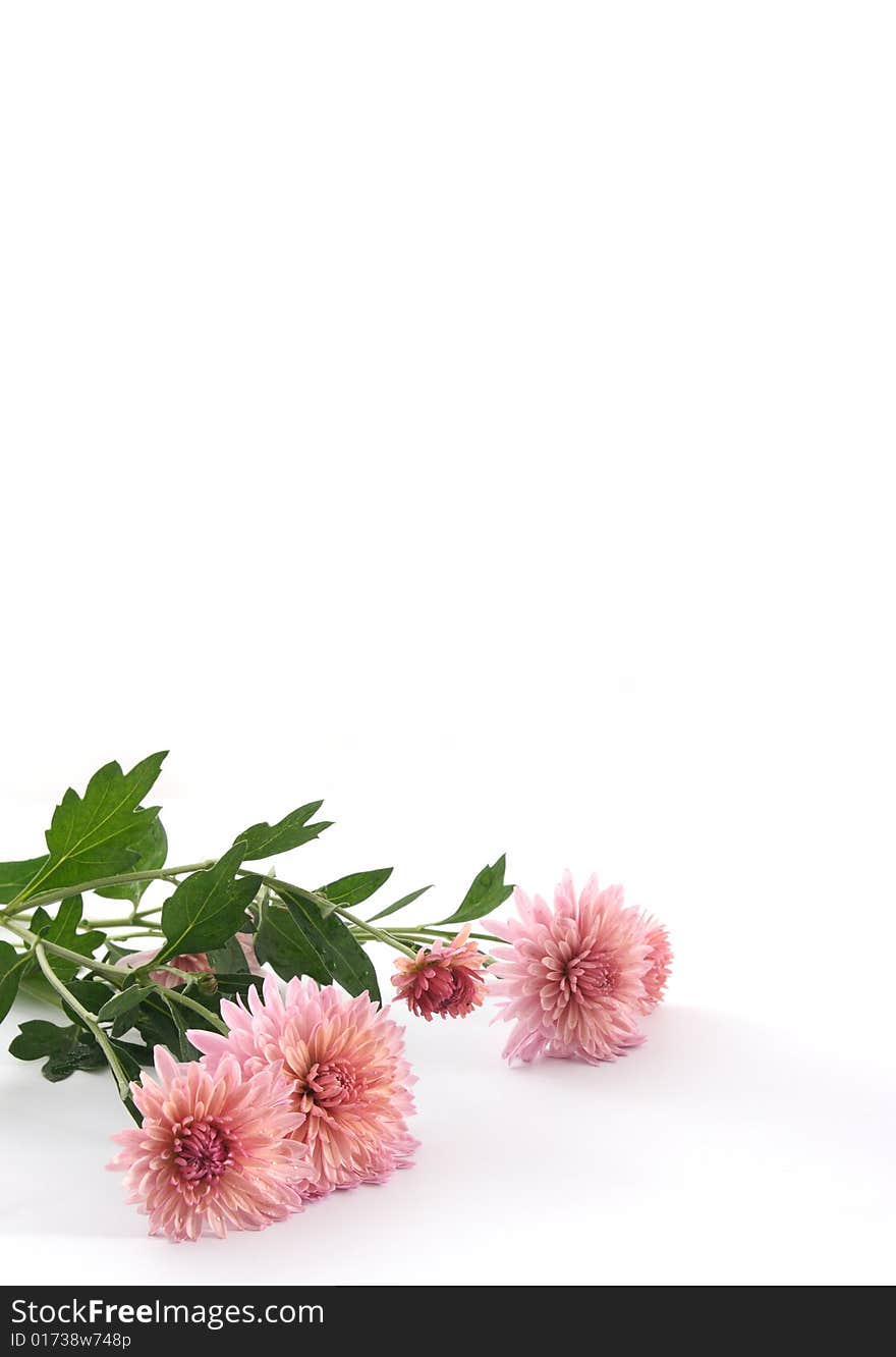 Chrysanthemums of pink color on a white background.