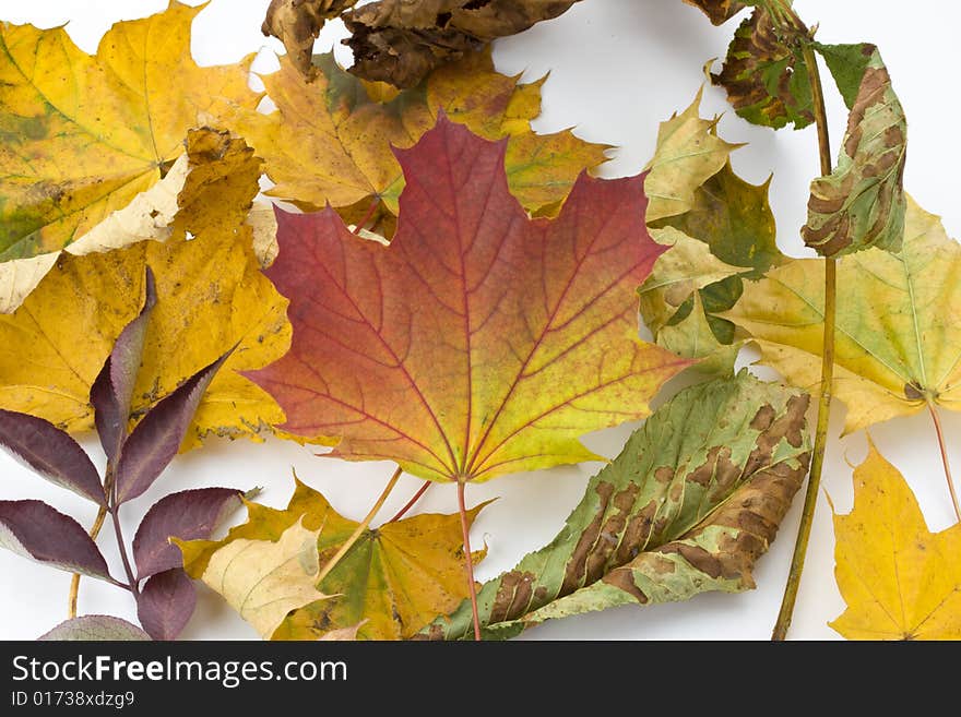 Colorful autumn leaves on white background