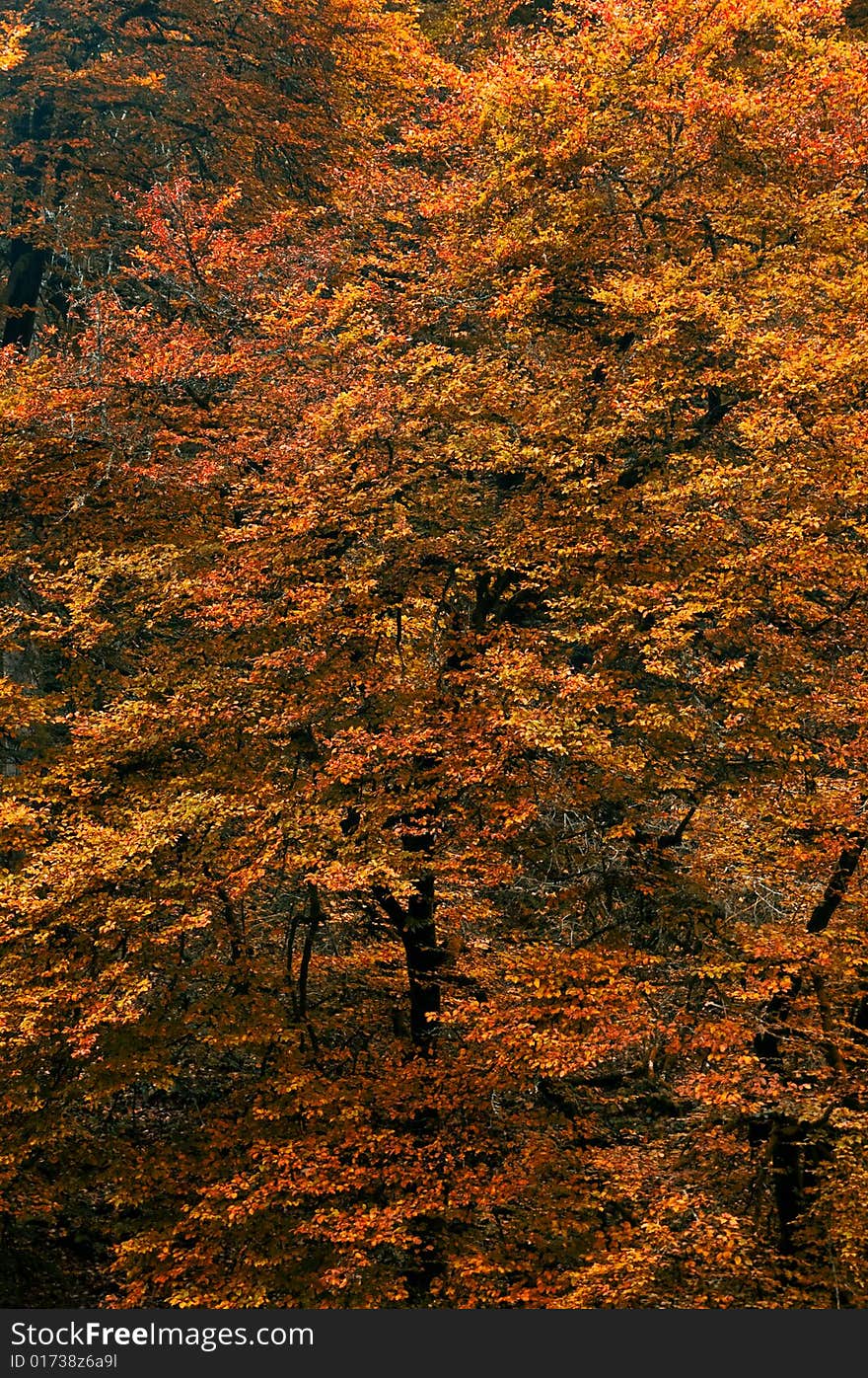 Colorful autumn forest trees background. Colorful autumn forest trees background