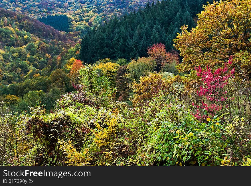 Autumn Forest