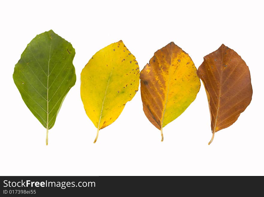 Beech leaves in different colors in autumn