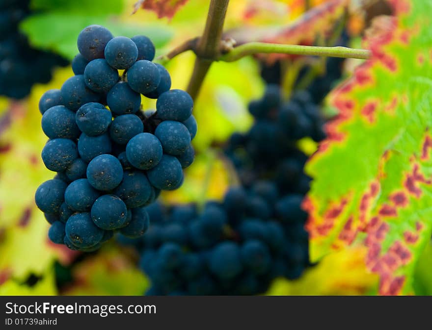 Close up of a bunch of grapes in autumn ( mosel region germany)