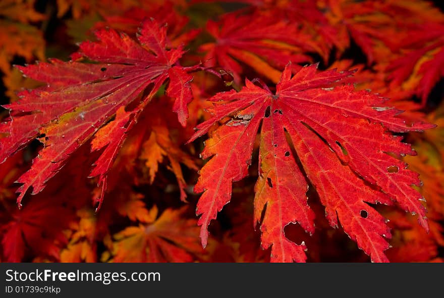 Nice vivid red colored detail of autumn leaves. Nice vivid red colored detail of autumn leaves