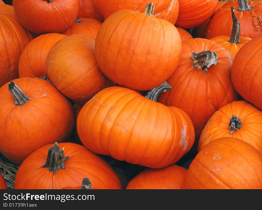 Pumpkins ready for holiday sales. Pumpkins ready for holiday sales.