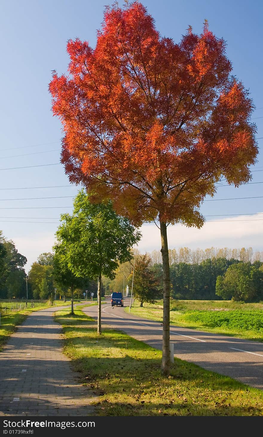 One red autumn tree on the road side