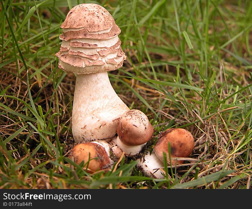 Parasol mushrooms