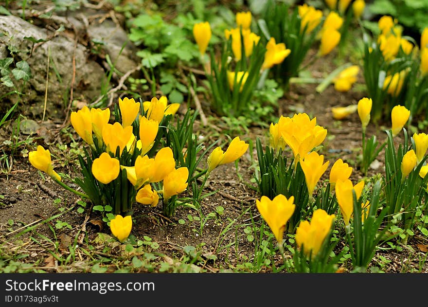 Yellow crocus