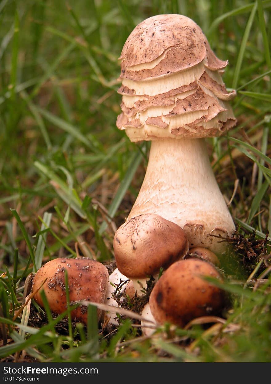 Parasol mushrooms