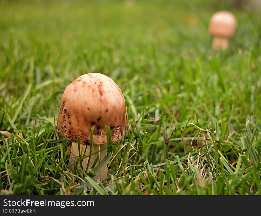 Parasol Mushrooms